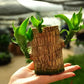 Lucky Brazil Wood Potted Plant