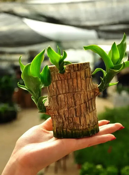 Lucky Brazil Wood Potted Plant